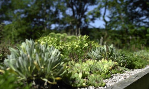 Klimawandelanpassung mit Dachbegrünungen