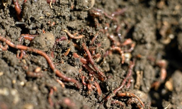 Im Herbst keine Dünger ausbringen