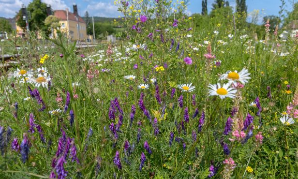 Gemeinde Enzesfeld – Lindabrunn: Buntes Ortsbild durch pflegeleichte Naturwiesen