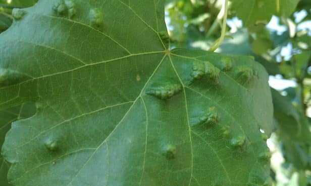 Pockenmilben: Blattschäden im Frühling richtig deuten