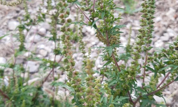 Ragweed – ein Neophyt der Allergien auslöst