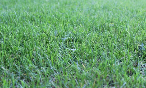 Den Rasen frühlingsfit machen