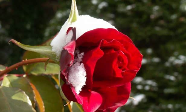 Winterschutz für Rosen
