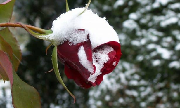 Rosenschnitt im Herbst vermeiden
