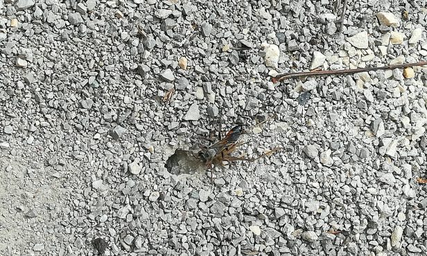 Tiere profitieren von unversiegelten Flächen