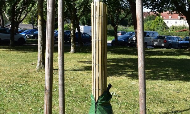 Jungbaumpflege – wässern, schützen, nicht mehr schneiden!