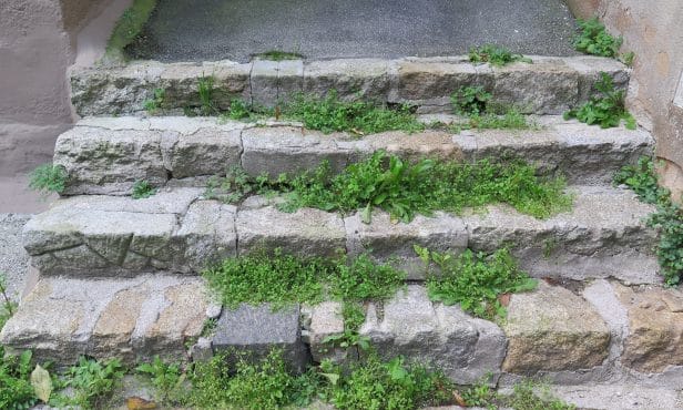 Unkraut: Essig als Alternative zur Pelargonsäure