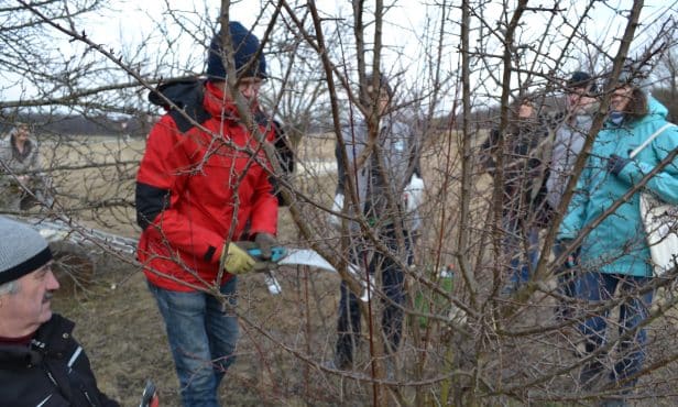 Strauchschnitt im Spätwinter
