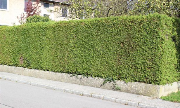 Thujenminiermotte: Der bekannteste Schädling an der Thuje