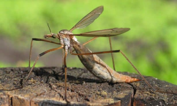 Wiesenschnake: Ein Schädling unter dem Rasen