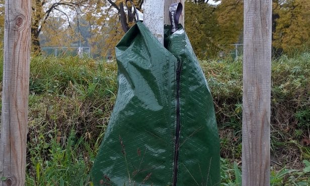 Pflege und Erziehung von Jungbäumen