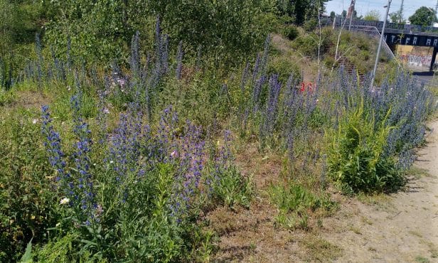 Wildblumensaatgut:  Heimische Wildpflanzen bereichern die Artenvielfalt!