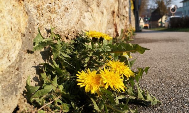 Unkrautmanagement in Gemeinden