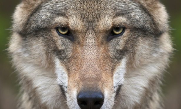 Gemeinden fordern Richtlinien zum Umgang mit Wölfen