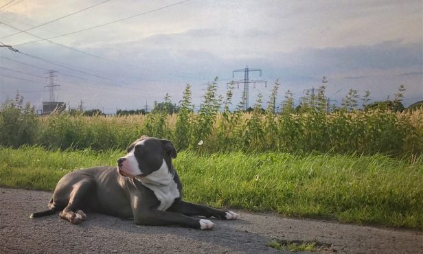 Neues Hundehaltegesetz nach Beißattacke