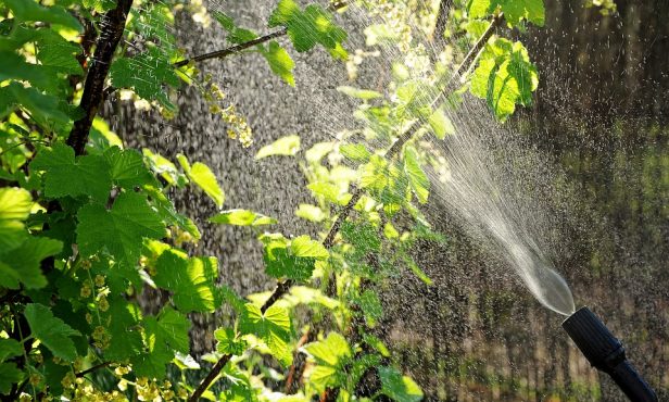 Pflanzenschutzmittel: Bei Hitze nicht Spritzen!