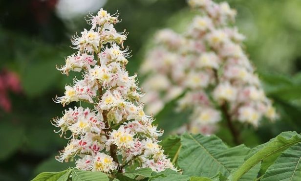 Rosskastanien:  Der „narrische“ Kastanienbaum