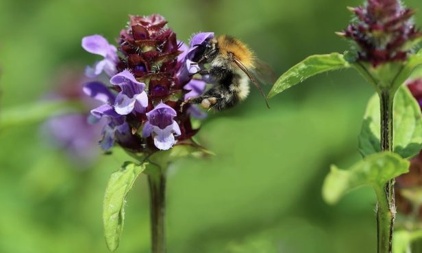 Blumenrasen: Kleine Braunelle – Blume des Jahres