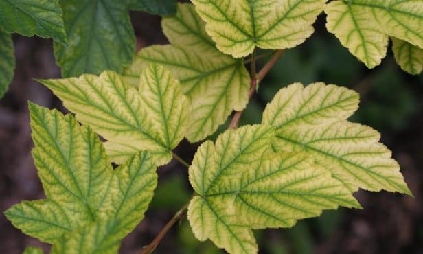 Chlorose: Gelbe Blattfärbungen durch Eisenmangel