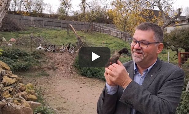 Enten-Sheriffs im Weinviertel