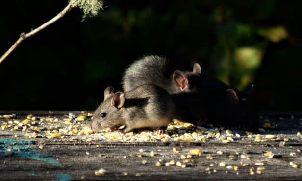 Gemeinde Scheffau sagt Ratten den Kampf an