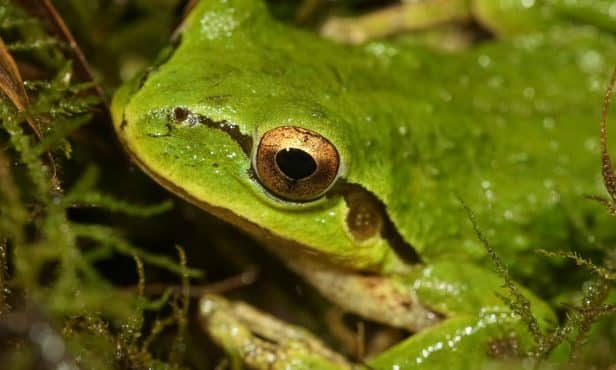 Froschquaken muss hingenommen werden