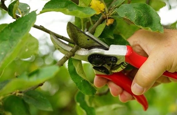 Obstbaumschnitt im Sommer
