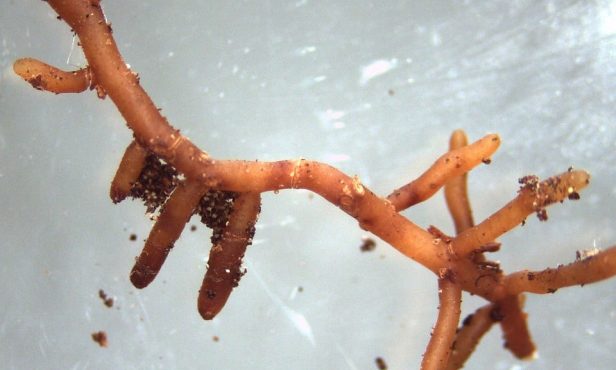 Zusammenleben von Pilzen und Pflanzen  – die “Mykorrhiza”
