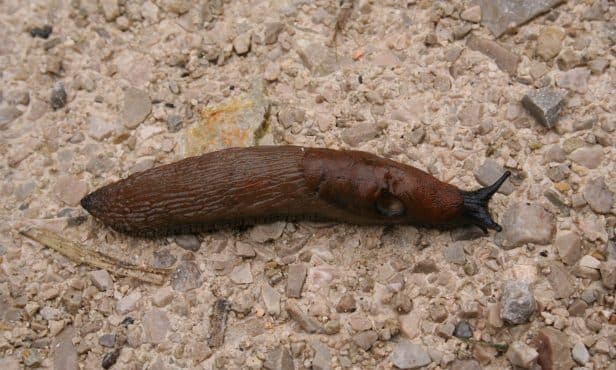 Schnecken ökologisch bekämpfen