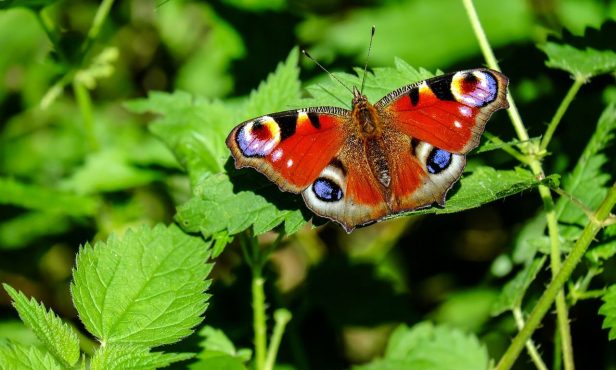 Jetzt Projekt für mehr Biodiversität einreichen