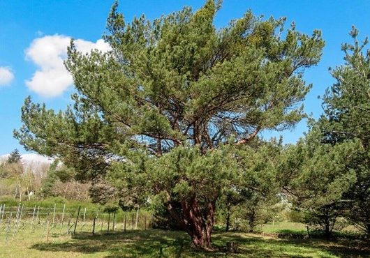 Stadtklimafeste, immergrüne Baumart: Zukunftsbaum Rotkiefer