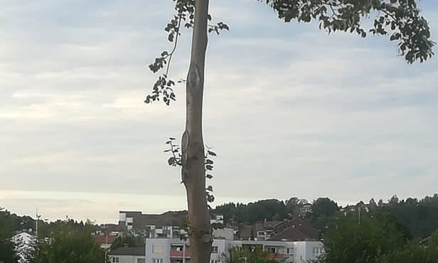 Baumschnittarbeiten im Sommer
