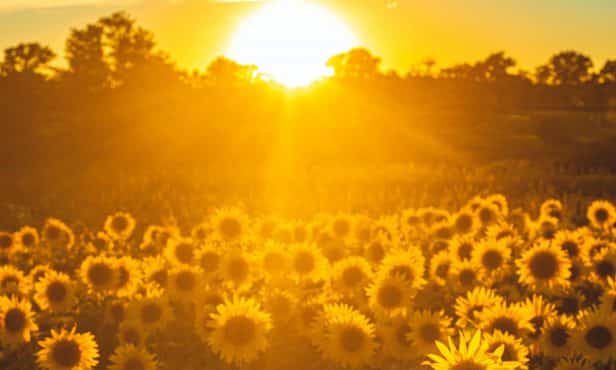 Alles Beste zum Tag der Sonne!