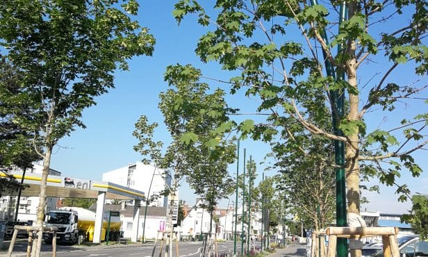 In Wiener Neudorf wurzelt nur beste Qualität