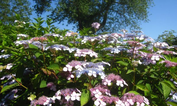 Durstige Hortensien und alternative Sommerblüher
