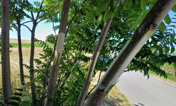 Invasive Gehölze: Götterbaum