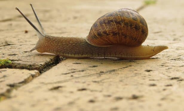 Die Gefleckte Weinbergschnecke – ein problematischer Neuling im Beet