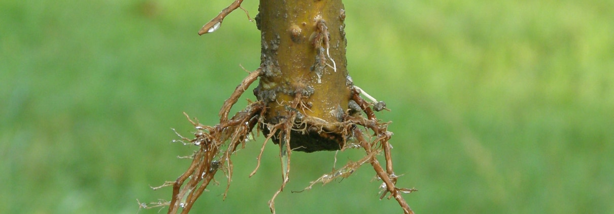 Es ist empfehlenswert immer mehrere Steckhölzer zu setzten, denn nicht immer wurzeln sie an. Auch eignen sich manche Straucharten besser zur Vermehrung über Steckhölzer als andere. Gut geeignet sind z.B.  Holunder, Liguster, Heckenkirschen, Zier-Johannisbeeren und Ribisel.