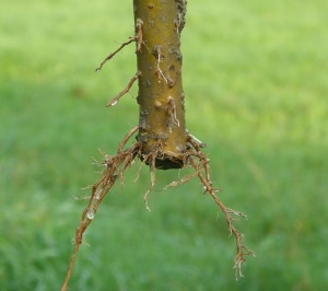 Es ist empfehlenswert immer mehrere Steckhölzer zu setzten, denn nicht immer wurzeln sie an. Auch eignen sich manche Straucharten besser zur Vermehrung über Steckhölzer als andere. Gut geeignet sind z.B.  Holunder, Liguster, Heckenkirschen, Zier-Johannisbeeren und Ribisel.