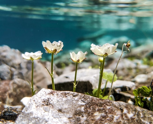Platz 1_Unterwasserblumen_Sandra Kuschei